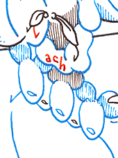 Hannes Kater  Detail einer Tageszeichnung aus der 2. KW 2020 auf Instagram