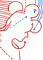 Hannes Kater  Detail Tageszeichnung vom 12.05.2015