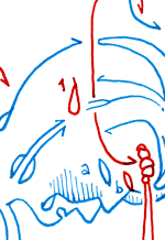 Hannes Kater  Detail Tageszeichnung vom 30.05.2015